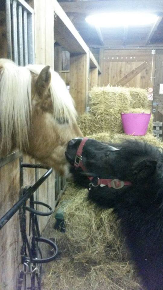 10917892_743255012425092_6203590017478085100_n