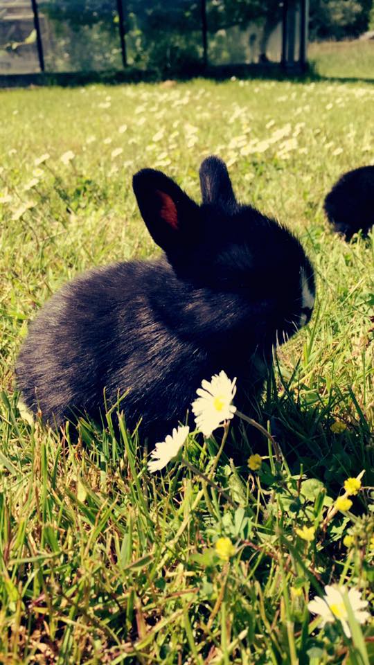 13321931_996543363762921_933693642543089820_n