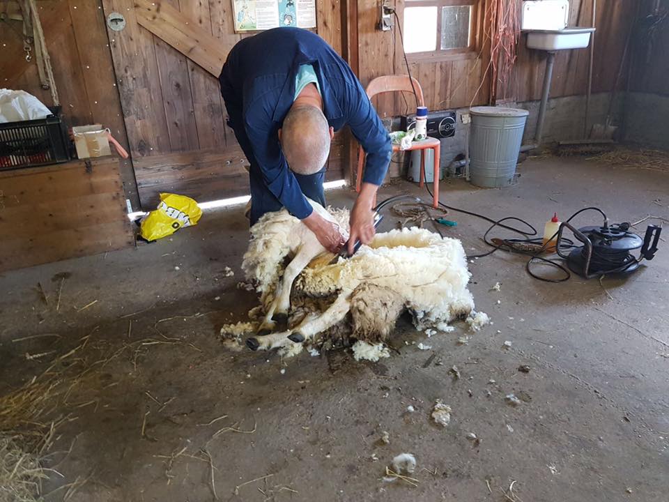 18836010_1311630008920920_8120716716144952561_n