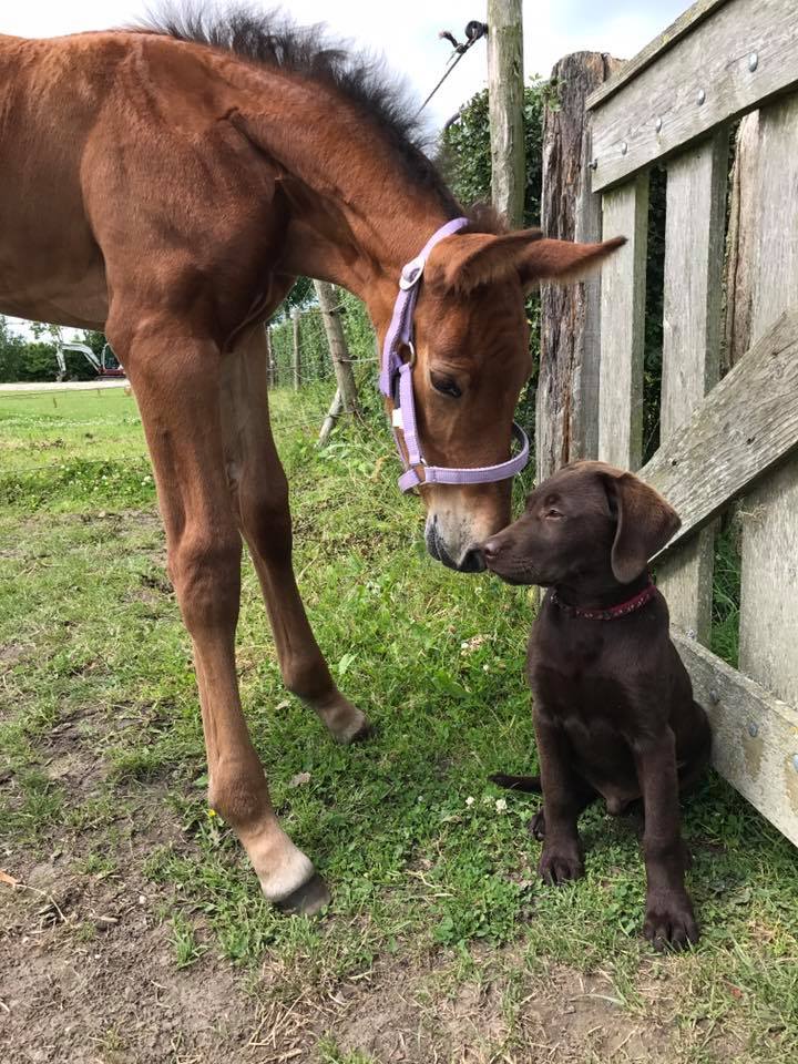 19989347_1351364568280797_3837931830837705830_n