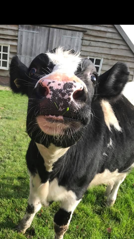 22490181_1436388009778452_4007105451137994073_n