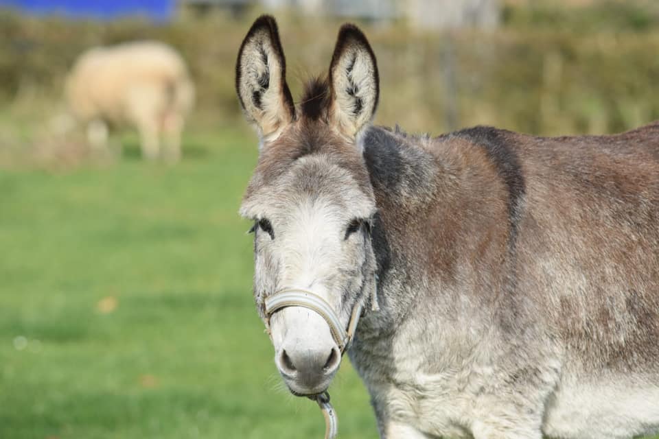 44199754_1865789063505009_7317598952021295104_n